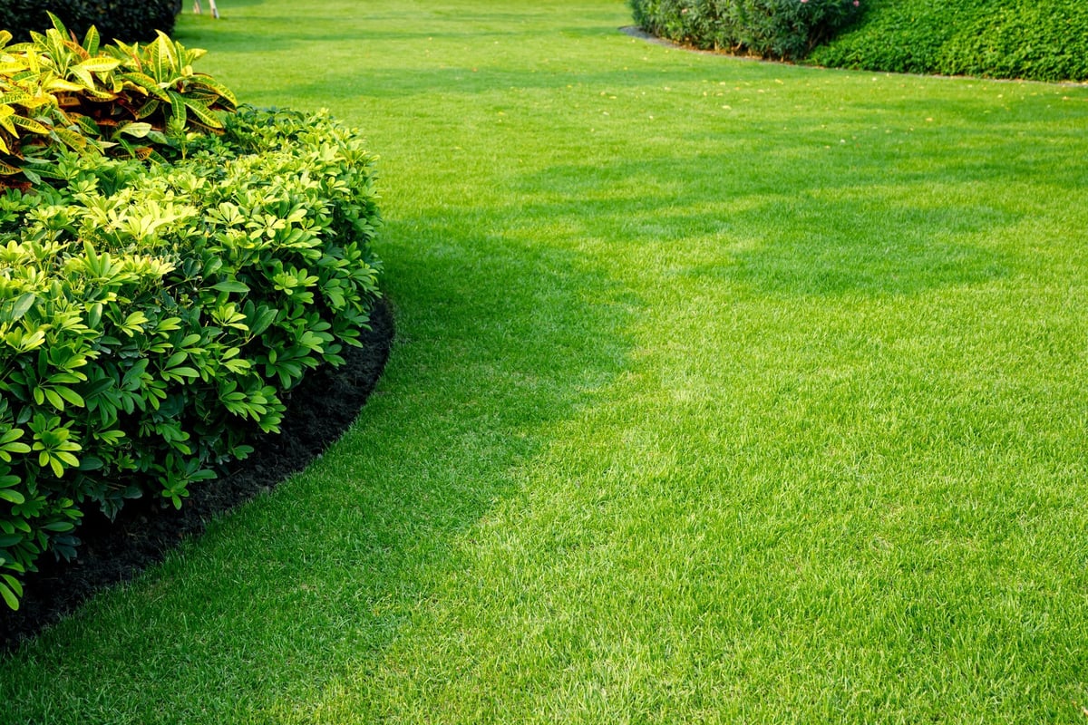 Beautiful green lawn surrounded by trees in the park