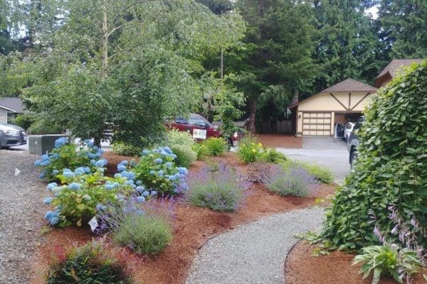 Front yard landscaping with blue hydrangeas, lavender plants and mulch pathways